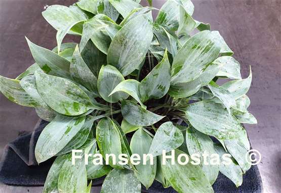 Hosta Sugar Blue